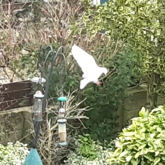 Next Door’s Dove